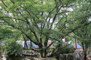 IMG_6969   